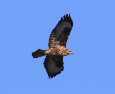 Buizerd - Common Buzzard