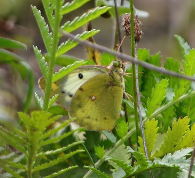Gele Luzernevlinder - Pale Clouded Yellow