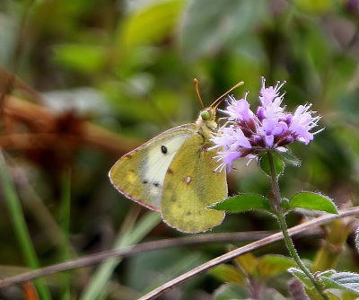 Gele Luzernevlinder - Pale Clouded Yellow