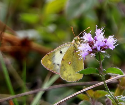 Gele Luzernevlinder - Pale Clouded Yellow