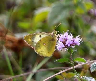 Gele Luzernevlinder - Pale Clouded Yellow