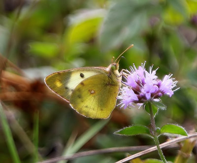 Gele Luzernevlinder - Pale Clouded Yellow