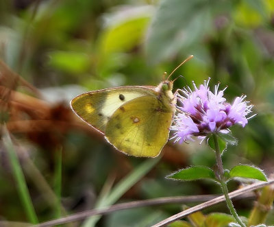 Gele Luzernevlinder - Pale Clouded Yellow