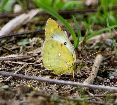 Gele Luzernevlinder - Pale Clouded Yellow