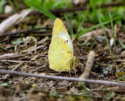 Gele Luzernevlinder - Pale Clouded Yellow