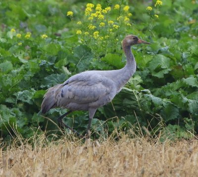 Kraanvogel - Common Crane