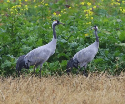 Kraanvogels - Common Cranes