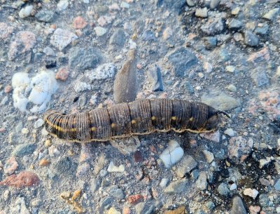 Windepijlstaart - Convolvulus Hawk-moth