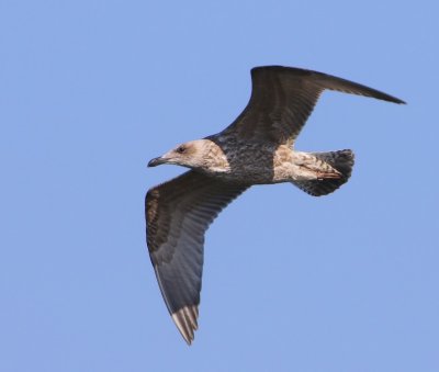 Zilvermeeuw - European Herring Gull