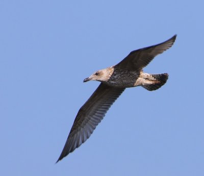 Zilvermeeuw - European Herring Gull