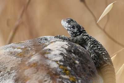 Rock Agama ( Agamo stellio )