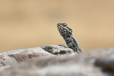 Rock Agama ( Agamo stellio )