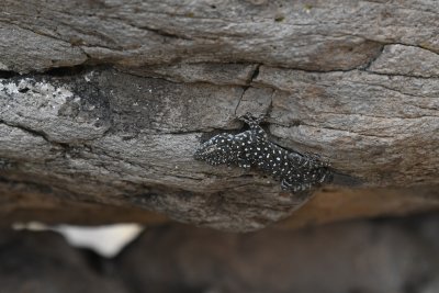 Israeli fan-fingered gecko (Ptyodactylus puiseuxi)