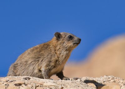 Rock Hyrax (Procavia capensis)