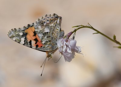 Painted Lady butterfly  ( Vanessa cardui )