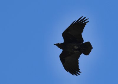 crows_jays_and_ravens