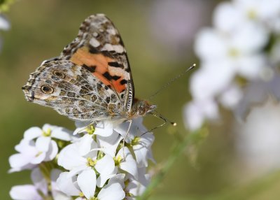 Painted Lady butterfly  ( Vanessa cardui )