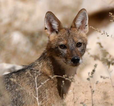 Golden Jackal