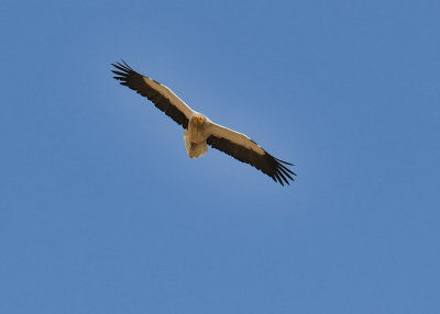 Egyptian vulture  (Neophron percnopterus)