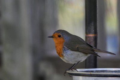 Robin (Erithacus rubecula)