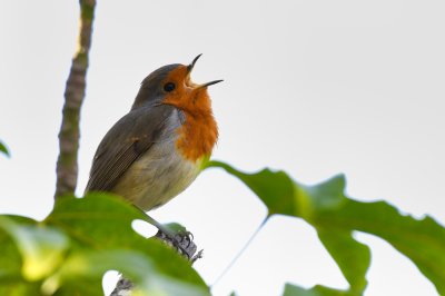 Robin (Erithacus rubecula)