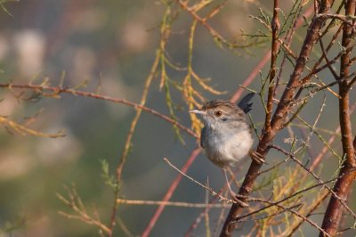 Graceful Prinia  ( Prinia Gracilis )