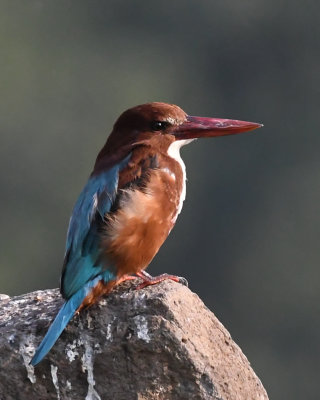 White-throated Kingfisher  (Halcyon smyrnensis)