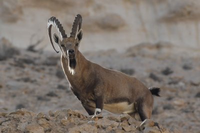 Ibex ( Capra ibex nubiana )