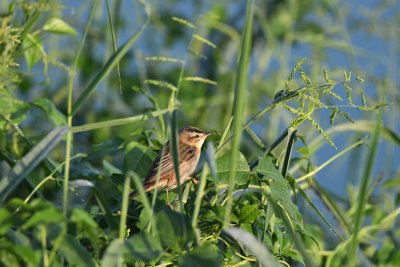 Sedge Warbler  (Acrocephalus schoenobaenus)