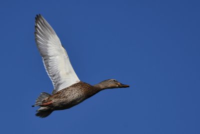 Mallard ( Anas platyrhynchos )