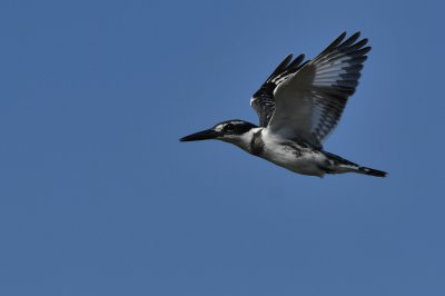 Pied Kingfisher ( Ceryle rudis )