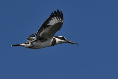 Pied Kingfisher ( Ceryle rudis )