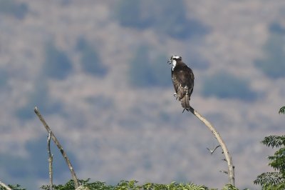 Osprey (Pandion haliaetus)