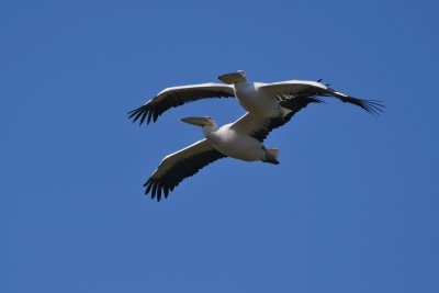 White Pelican ( Pelecanus onocrotalus )