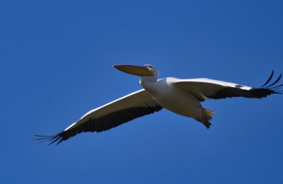 White Pelican ( Pelecanus onocrotalus )