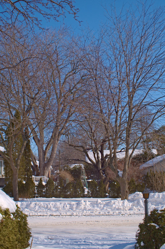 Technical picture showing curvature of field at f/8. The focus is on one of the trees on the center-right.