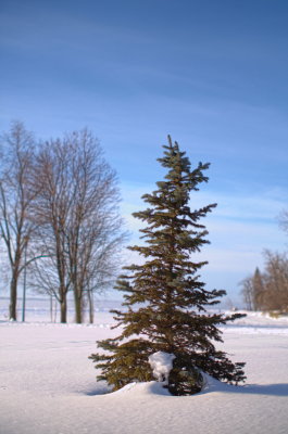 The same tree a couple of days later