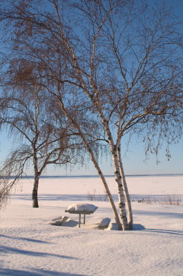 Other trees!