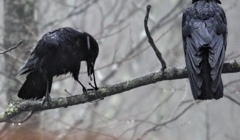 DSC09139 Breaking off twig to use for nest