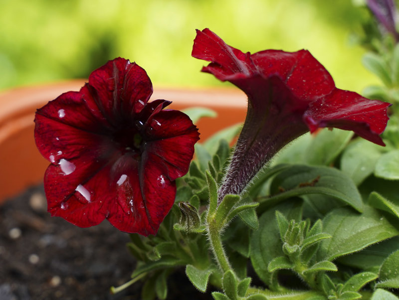 DSC05769 Wave petunias