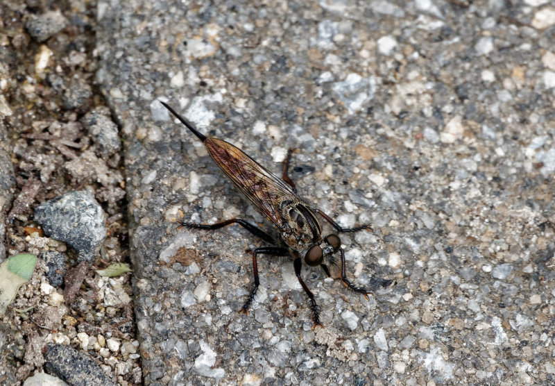 SRX08124 Google Lens says Robber Fly