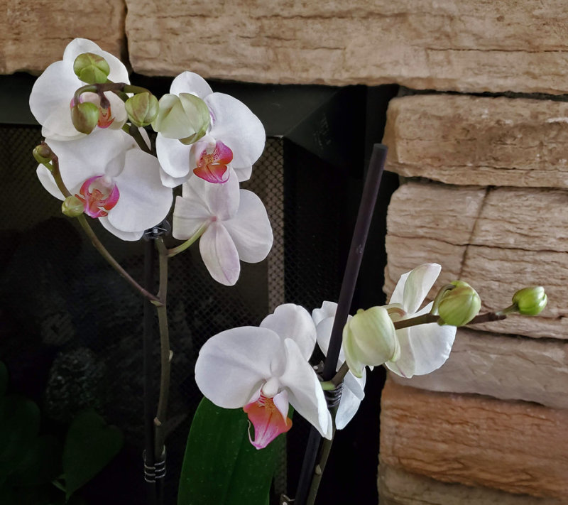 Sams Club Orchid