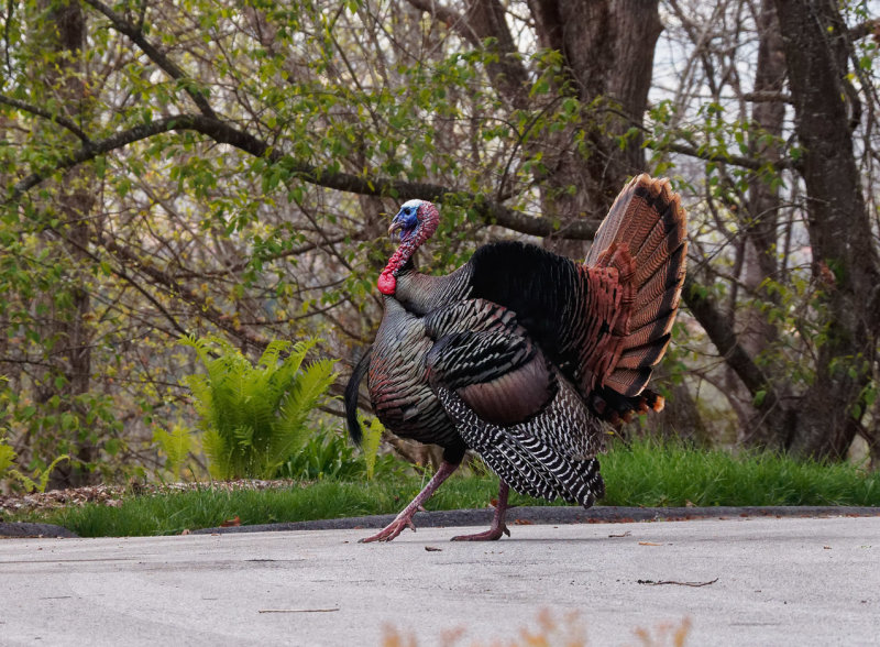 _4060031DxO Strutting His Stuff!