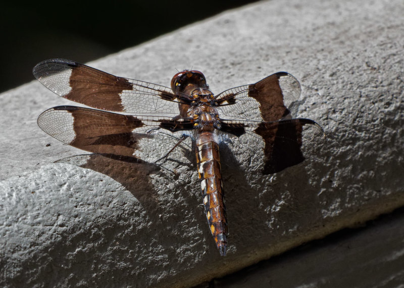 PZ280039DxO Whitetail Skimmer