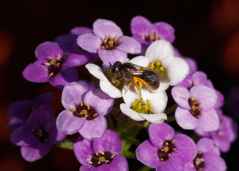 Lassioglossum - Sweat Fly