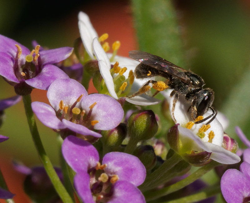 Lasioglossum - 5mm!