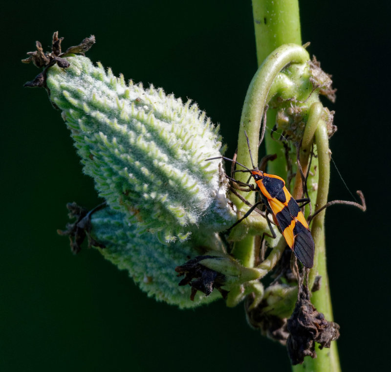 SRX09989DxO Milkweed Bug
