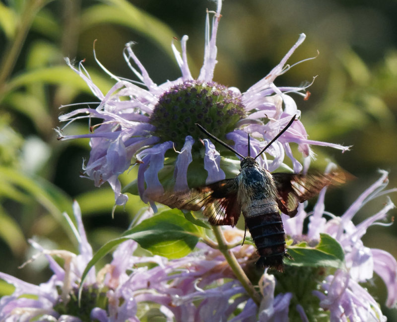 _7300037DxO Clearwing Hummingbird Moth