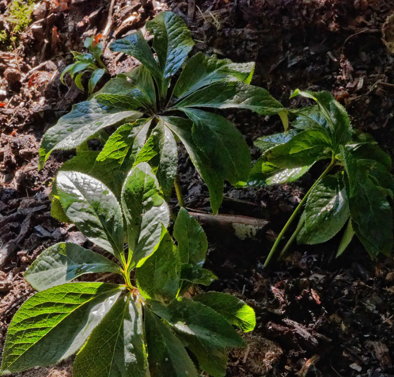 Transplanted Hellebore
