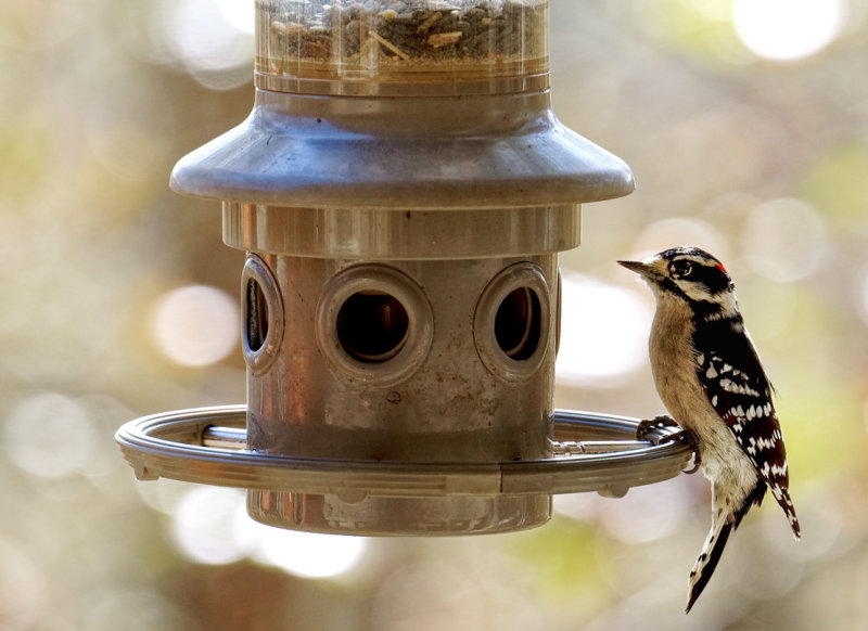 DSC03075D Male Downy Woodpecker